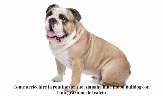 Come arricchire la routine del tuo Alapaha Blue Blood Bulldog con l’integrazione del calcio