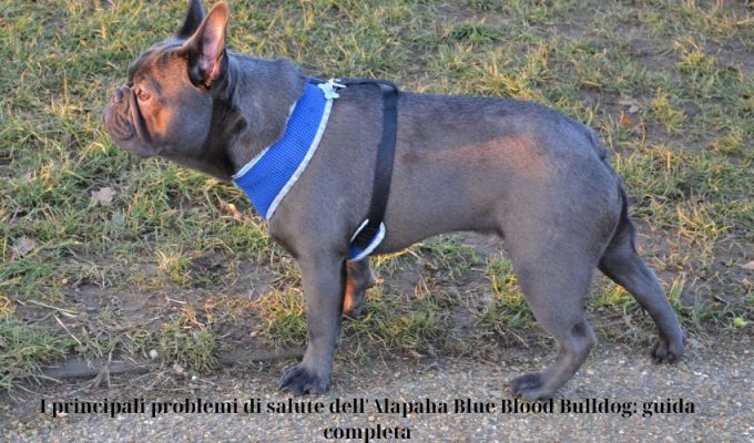 I principali problemi di salute dell’Alapaha Blue Blood Bulldog: guida completa