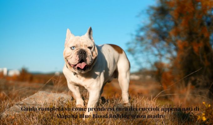 Guida completa su come prendersi cura dei cuccioli appena nati di Alapaha Blue Blood Bulldog senza madre