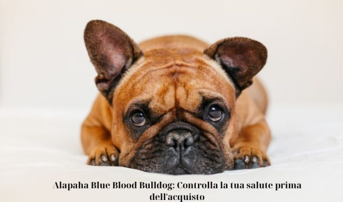 Alapaha Blue Blood Bulldog: Controlla la tua salute prima dell’acquisto