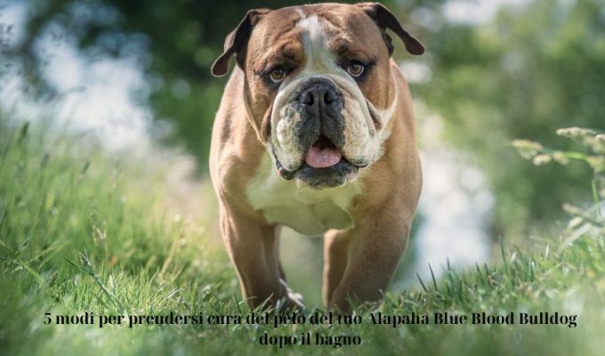 5 modi per prendersi cura del pelo del tuo Alapaha Blue Blood Bulldog dopo il bagno