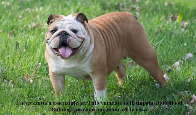 L’attrezzatura essenziale per l’allevamento dell’Alapaha Blue Blood Bulldog: cosa non può mancare in casa