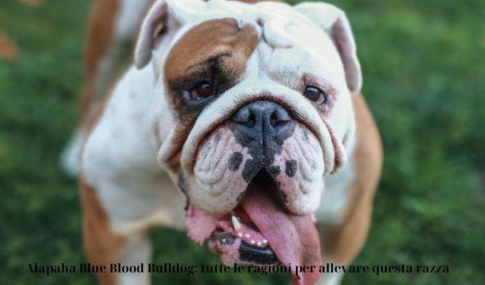 Alapaha Blue Blood Bulldog: tutte le ragioni per allevare questa razza