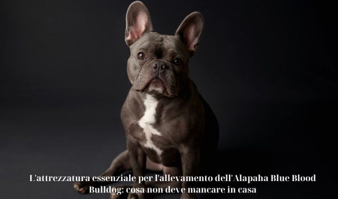 L’attrezzatura essenziale per l’allevamento dell’Alapaha Blue Blood Bulldog: cosa non deve mancare in casa