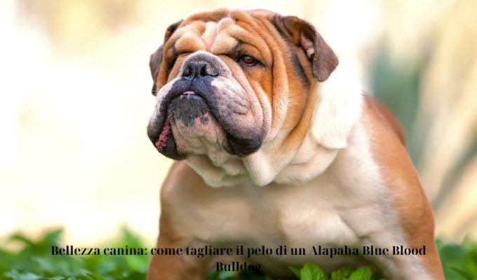 Bellezza canina: come tagliare il pelo di un Alapaha Blue Blood Bulldog