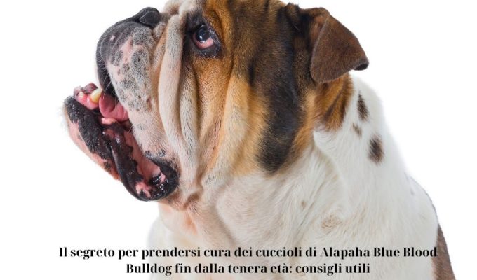 Il segreto per prendersi cura dei cuccioli di Alapaha Blue Blood Bulldog fin dalla tenera età: consigli utili