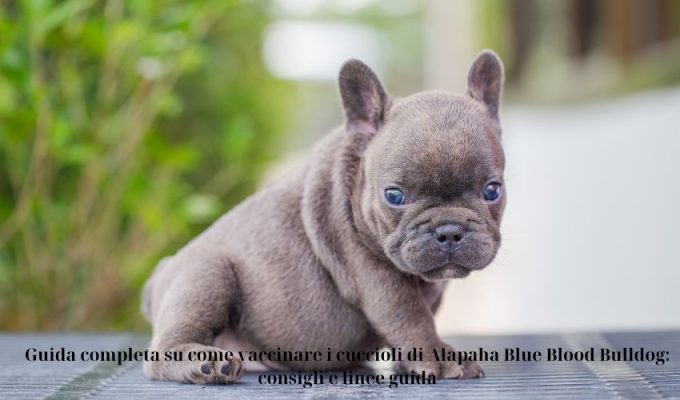 Guida completa su come vaccinare i cuccioli di Alapaha Blue Blood Bulldog: consigli e linee guida