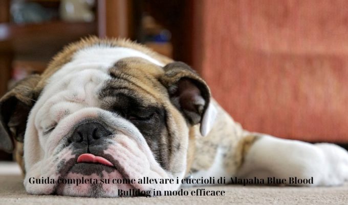 Guida completa su come allevare i cuccioli di Alapaha Blue Blood Bulldog in modo efficace