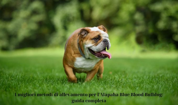 I migliori metodi di allevamento per l’Alapaha Blue Blood Bulldog: guida completa