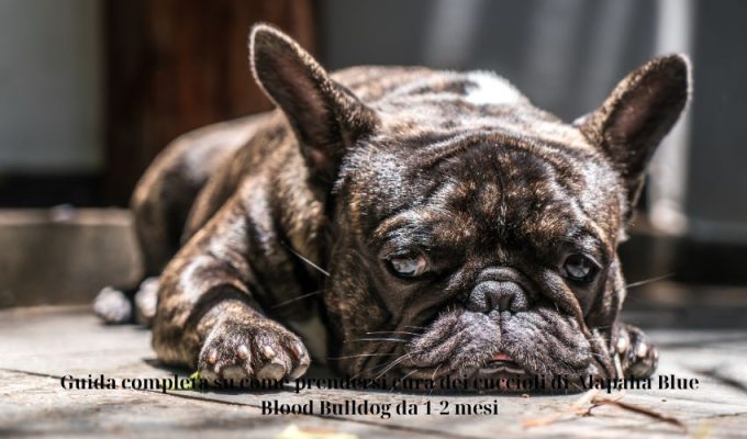 Guida completa su come prendersi cura dei cuccioli di Alapaha Blue Blood Bulldog da 1-2 mesi