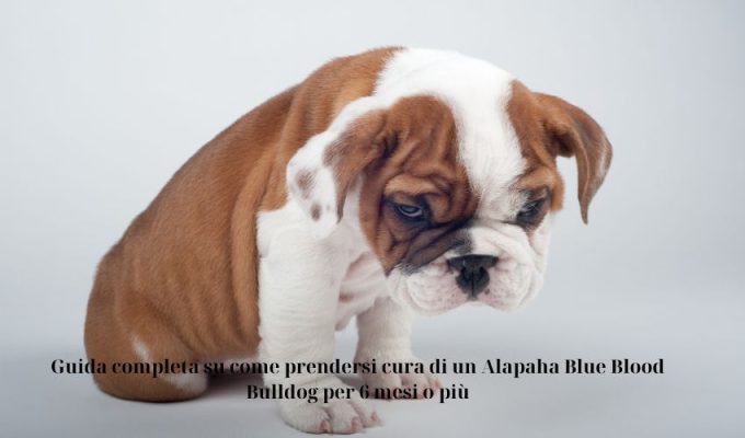 Guida completa su come prendersi cura di un Alapaha Blue Blood Bulldog per 6 mesi o più