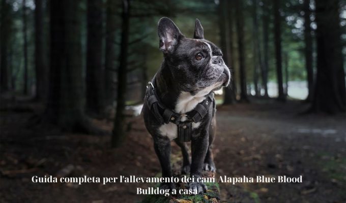 Guida completa per l’allevamento dei cani Alapaha Blue Blood Bulldog a casa