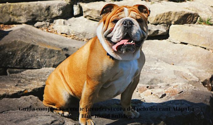 Guida completa su come prendersi cura del pelo dei cani Alapaha Blue Blood Bulldog