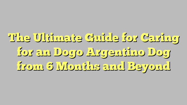 The Ultimate Guide for Caring for an Dogo Argentino Dog from 6 Months and Beyond